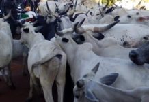 Herders, farmers collaborate to end clashes in Middle Belt