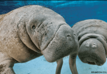 Delta state Gov’t warns youths against killing of protective animals