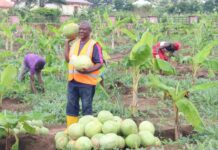 Uruan local government council records large harvest of watermelon