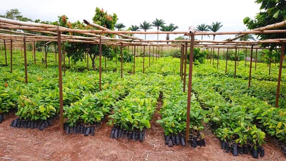 Akwa Ibom state distributes 500,000 cocoa seedlings, input to farmers