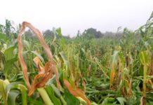 Hunger looms as crops destructions resume in Plateau communities