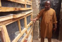 More people take up rabbit farming in Plateau State