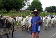 We will accept ban on open grazing in Nasarawa if … MACBAN