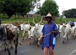 We will accept ban on open grazing in Nasarawa if … MACBAN
