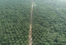 Akwa Ibom commences reactivation of 3,000 hectare palm plantation