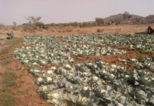 Again, unidentified persons have started destroying crops, killing cows in Plateau