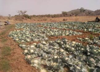 Again, unidentified persons have started destroying crops, killing cows in Plateau