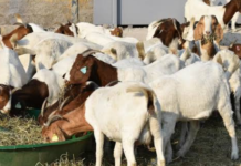 50 unemployed women, youths get training on goat farming in Plateau