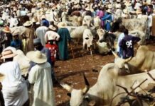 Cow with suspected anthrax found in Jos abattoir